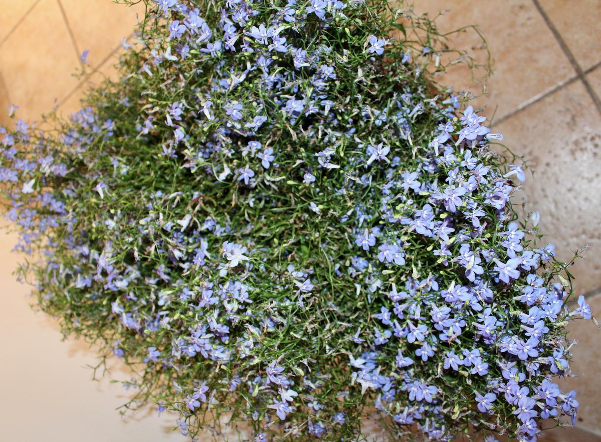 Palazzo Kapece Bed & Breakfast Monopoli Eksteriør bilde